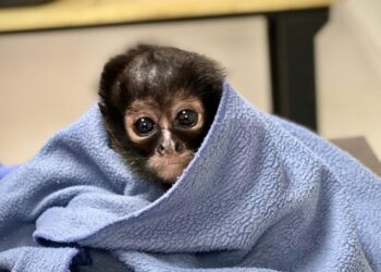 Una hembra mono araña es atendida en la Unidad de Rehabilitación de Fauna Silvestre