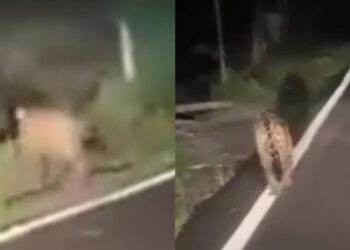 Buscan jaguar avistado en Huasteca hidalguense