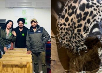 Rescatan a jaguar en Pacula y lo trasladan a Pachuca para atención médica