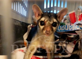 Capturan a cacomixtle robando comida de perro en una tienda