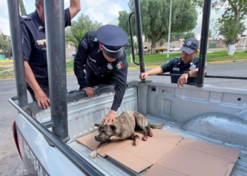 Héroes en la Calle: Policías salvan a perrito atropellado en Pachuca