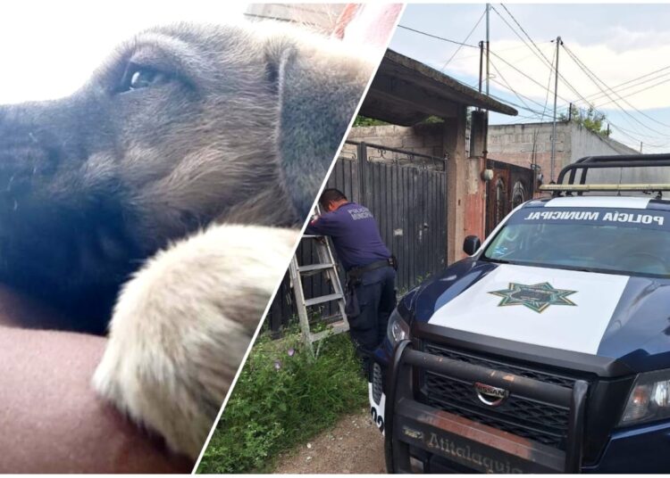 Cachorro encerrado en Atitalaquia es rescatado gracias a la acción ciudadana
