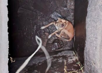 Bomberos rescatan a canino que cayó a una cisterna