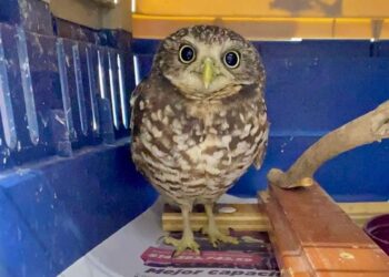 Atienden a tecolote llanero herido que fue encontrado sobre carretera