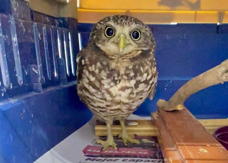 Atienden a tecolote llanero herido que fue encontrado sobre carretera