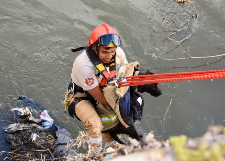 Bomberos rescatan a perrito que cayó al Río Tula