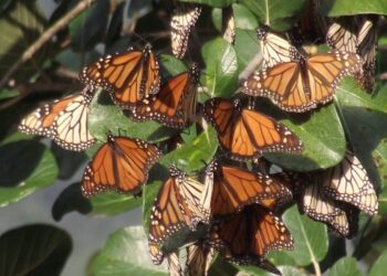 Hidalgo, corredor de la mariposa Monarca