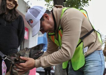 Habrá jornadas gratuitas de esterilización para perros y gatos en Pachuca