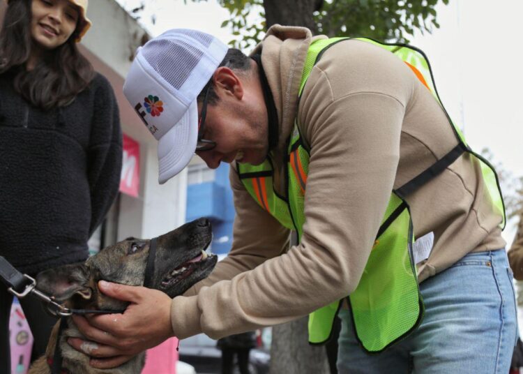 Habrá jornadas gratuitas de esterilización para perros y gatos en Pachuca