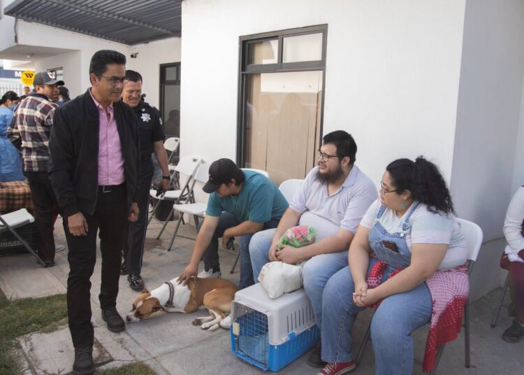 Realizan campaña gratuita de esterilización para perros y gatos en Mineral de la Reforma
