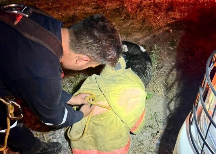 Éxito en el rescate de un lomito en el Río Tula