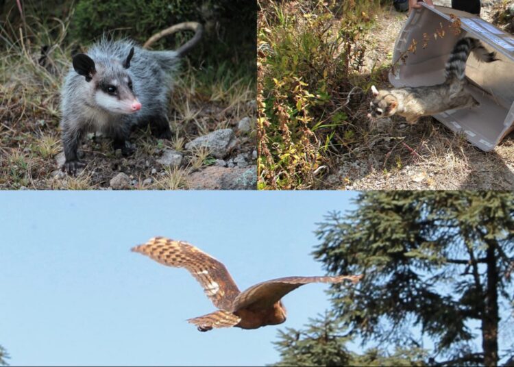 Fauna silvestre regresa a su hogar: 12 animales liberados en el Parque Nacional El Chico