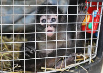Por primera ocasión, la Unidad de Rehabilitación de Fauna Silvestre reubica a una mono araña