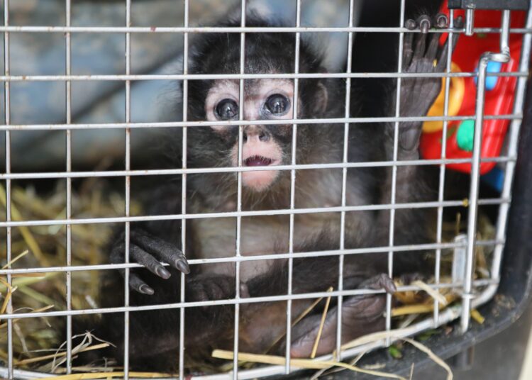 Por primera ocasión, la Unidad de Rehabilitación de Fauna Silvestre reubica a una mono araña