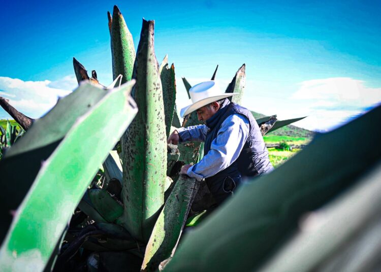 Hidalgo, líder nacional en producción de maguey pulquero