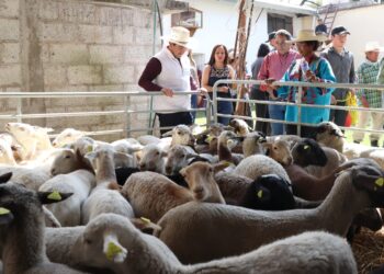 Hidalgo, Líder en Producción Ovina
