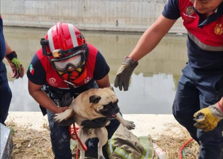 Bomberos rescatan con éxito a perrito caído en el Río Tula