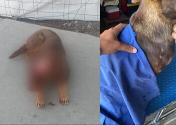 Brutal agresión a perro en Atitalaquia: Buscan a responsable del delito