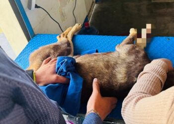 A pesar de la pronta atención, muere perrita agredida con arma blanca en Atitalaquia