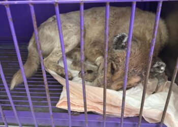 Denuncian cruel mutilación de perrito en Ixmiquilpan; iniciada investigación