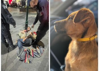 Fresa busca un hogar tras ser rescatada de maltrato en Ixmiquilpan