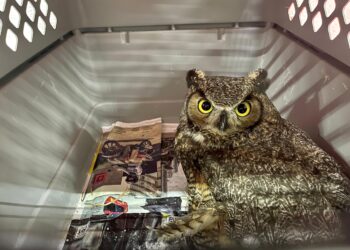 Unidad de Rescate de Pachuca atiende a búho herido y lucha por salvarlo