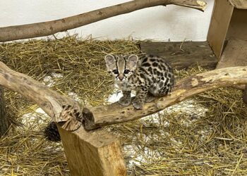 Tigrillo rescatado en la Huasteca Hidalguense se recupera satisfactoriamente en Pachuca