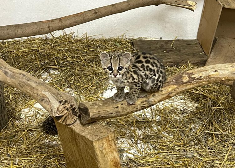 Tigrillo rescatado en la Huasteca Hidalguense se recupera satisfactoriamente en Pachuca