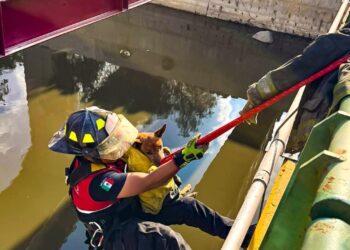 Bomberos rescatan a un perrito que cayó al Río Tula