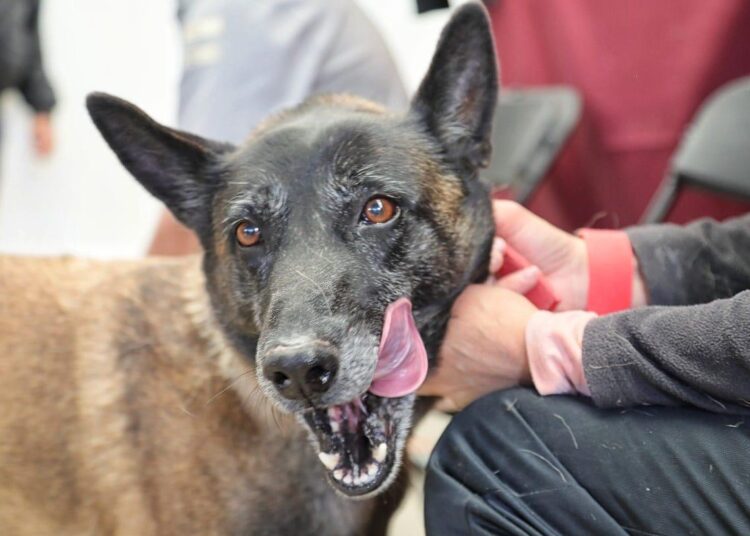 Pachuca impulsa jornada de esterilización para el bienestar animal