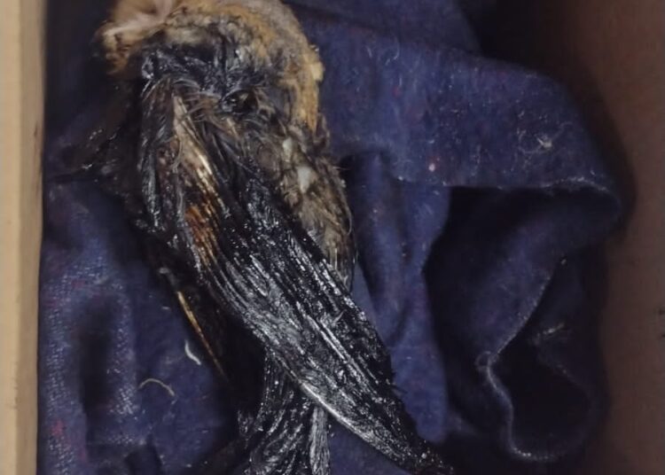 Rescatan a lechuza bebé cubierta de chapopote en Cuautepec