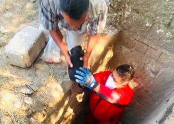 Rescate exitoso de cachorro atrapado en drenaje sanitario en Atitalaquia