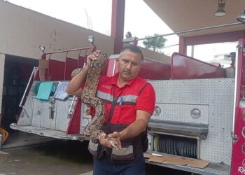 Encuentran Boa Constrictor de 2 metros en Huejutla