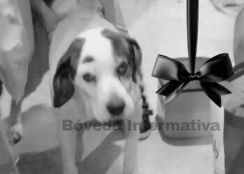 Fallece perrito tras ser atropellado en Mineral de la Reforma