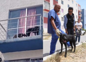 Cazzua y Charmer quedan bajo resguardo municipal tras denuncia por posible maltrato en Mineral de la Reforma