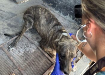 Rescatan a perrita en situación de maltrato durante operativo en Ixmiquilpan