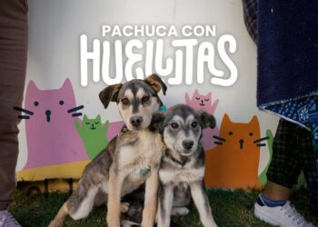 Jorge Reyes fortalece el bienestar animal con “Pachuca con Huellitas