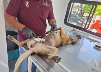 Compromiso con el bienestar animal: Gobierno de Tepeji realiza más de 370 esterilizaciones en marzo
