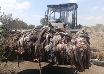 ¡Grave riesgo sanitario! Retiran 20 toneladas de residuos clandestinos; buscan a los responsables