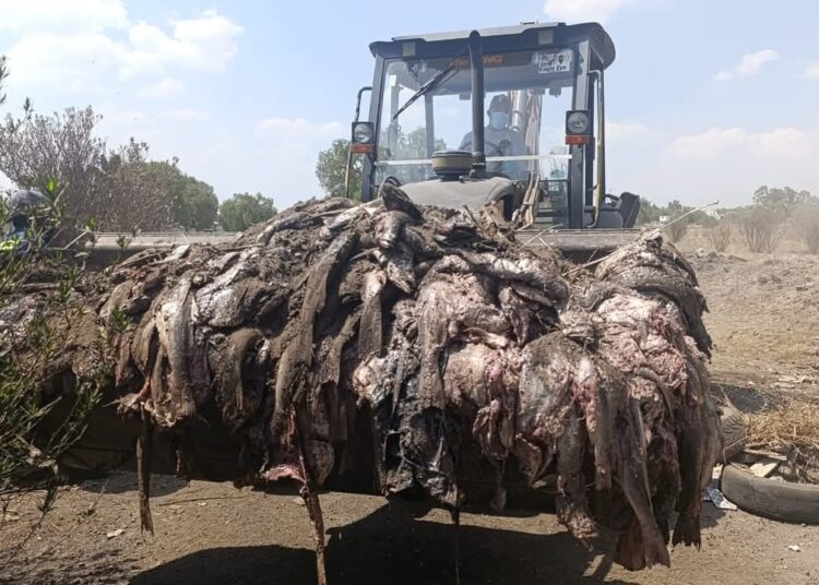 ¡Grave riesgo sanitario! Retiran 20 toneladas de residuos clandestinos; buscan a los responsables