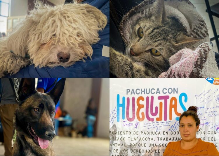 Más de 2,000 esterilizaciones y 2,500 vacunas antirrábicas en el programa “Pachuca con Huellitas”