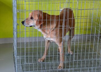 Rescatan a lomito víctima de maltrato animal en Atitalaquia