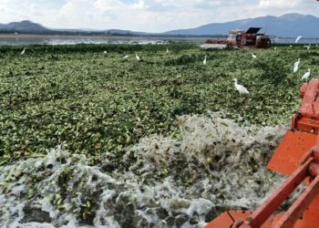 Semarnath retiró 670 hectáreas de lirio de la presa Endhó