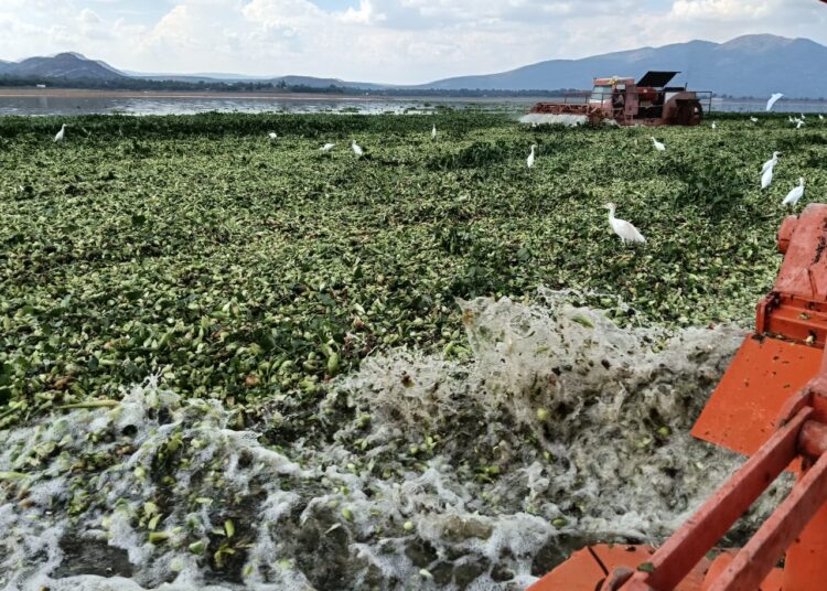 Semarnath retiró 670 hectáreas de lirio de la presa Endhó