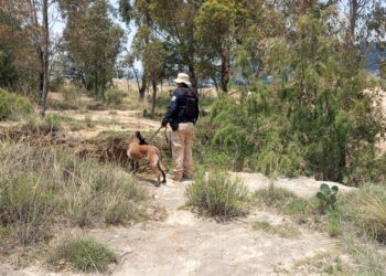 Unidad Canina de Mineral de la Reforma apoya en búsqueda de persona desaparecida en coordinación con autoridades estatales