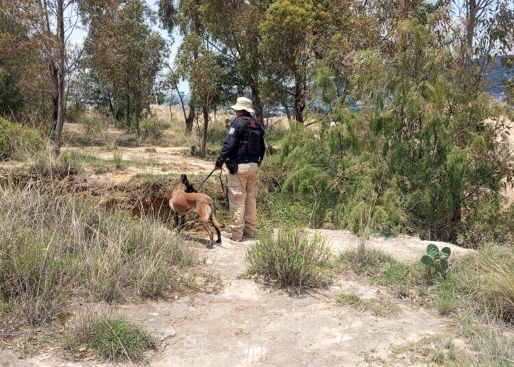 Unidad Canina de Mineral de la Reforma apoya en búsqueda de persona desaparecida en coordinación con autoridades estatales
