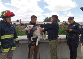 ¡Héroes! Rescatan a perrito atrapado en tubería de aguas residuales en Mineral de la Reforma