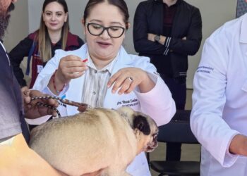 Hidalgo refuerza vacunación antirrábica con meta de más de 900 mil dosis aplicadas en 2025