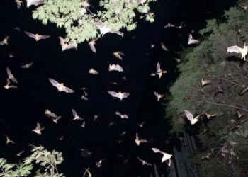 Murciélagos, guardianes silenciosos de la biodiversidad