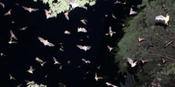 Murciélagos, guardianes silenciosos de la biodiversidad
